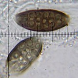 Diplotomma penichrum image