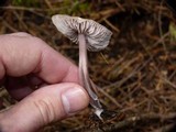 Mycena pura image