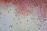 Mycena pura image