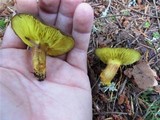 Phylloporus arenicola image