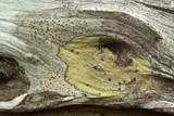 Buellia gerontoides image