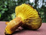 Phylloporus arenicola image