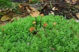 Galerina atkinsoniana image