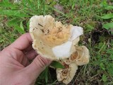 Russula crassotunicata image