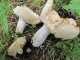 Russula crassotunicata image