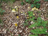Bolbitius titubans var. olivaceus image