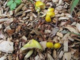Bolbitius titubans var. olivaceus image