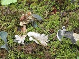Peltigera membranacea image