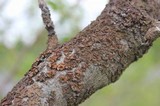 Melanohalea exasperata image