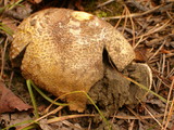 Scleroderma areolatum image