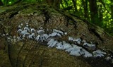 Resupinatus applicatus image