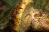 Suillus lakei image