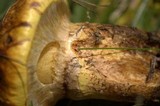 Suillus lakei image