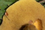 Suillus lakei image