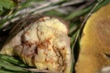 Suillus lakei image