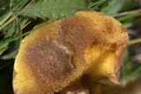 Suillus lakei image