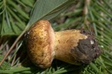 Suillus lakei image