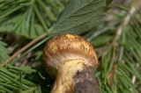 Suillus lakei image