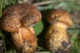 Suillus lakei image