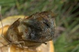Suillus lakei image