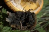 Suillus lakei image