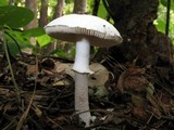 Amanita mutabilis image