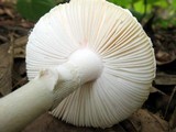 Amanita mutabilis image