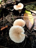 Ripartitella brasiliensis image