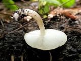 Ripartitella brasiliensis image