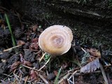 Coltricia perennis image