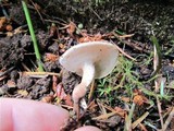 Coltricia perennis image