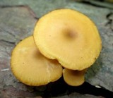 Callistosporium luteo-olivaceum image