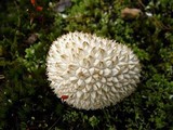 Lycoperdon curtisii image