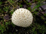Lycoperdon curtisii image