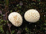 Lycoperdon curtisii image