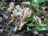 Clavulina cristata var. bicolor image