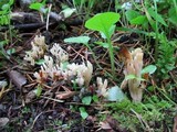 Clavulina cristata var. bicolor image