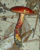 Boletus frostii image