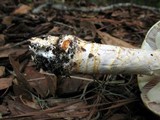 Agaricus auricolor image