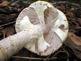 Agaricus auricolor image