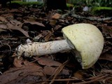 Agaricus auricolor image
