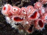 Microstoma floccosum image