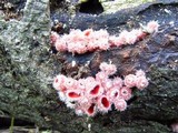 Microstoma floccosum image