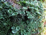 Cladonia pyxidata image