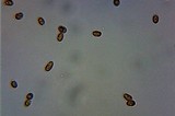 Mycena pura image