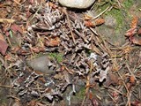 Thelephora palmata image