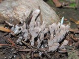 Thelephora palmata image