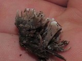 Thelephora palmata image