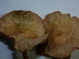 Gymnopus peronatus image