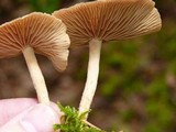 Gymnopus peronatus image
